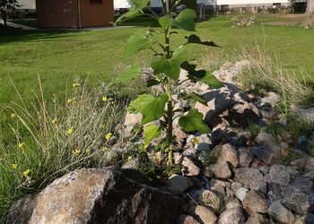 Foto eines mit Steinen nachgebildetes Flussbett als Regenwasserzufluss